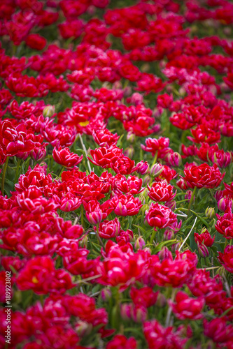 red tulips in the netherlands © Aliaksei