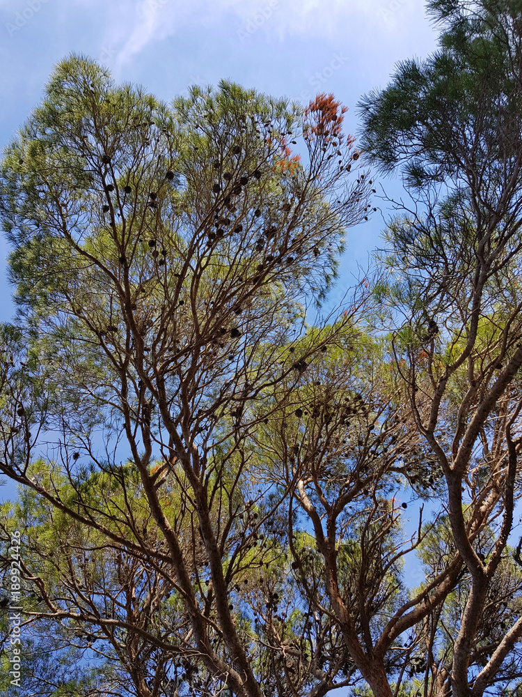 Fototapeta premium Alberi di pino