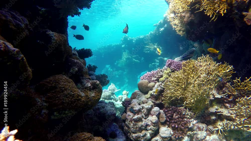 Coral reef and beautiful fish. Underwater life in the ocean. Coral reef and beautiful fish. Underwater life in the ocean.