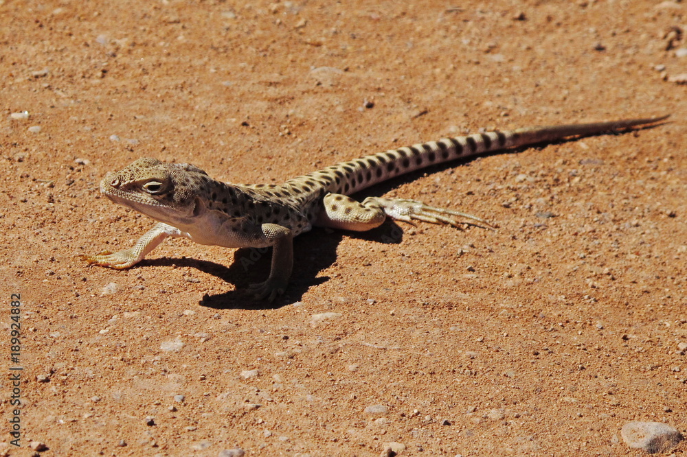 Lizard in Arches National Park in Utah in the USA
Lizard in Arches National Park in Utah in the USA