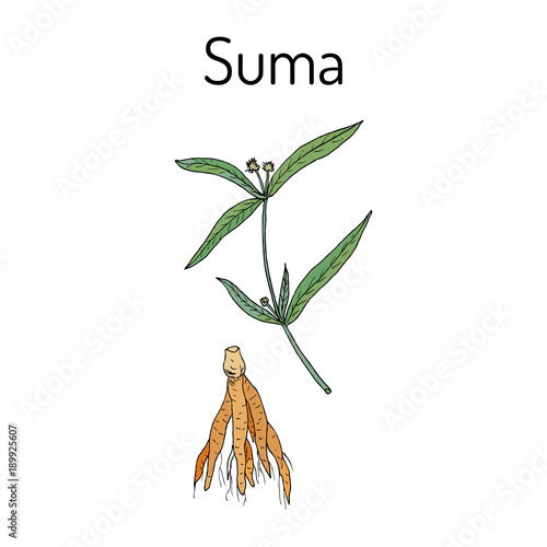 Suma root pfaffia paniculata , or brazilian ginseng