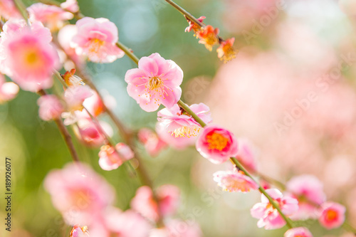 しだれ梅のクローズアップ