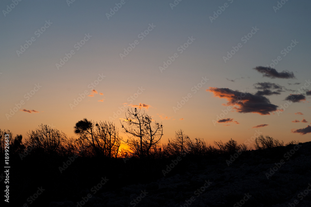 Silhouette of tree branches at the golden hour sunset Silhouette of tree branches at the golden hour sunset