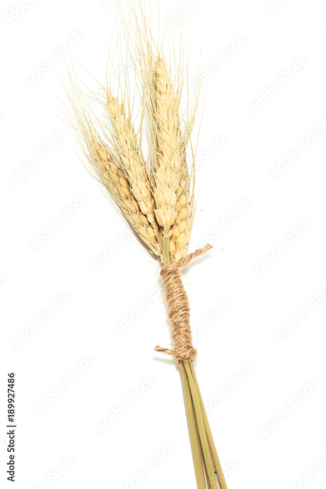 Macro Group gold Ears of wheat isolated on white background Macro Group gold Ears of wheat isolated on white background
