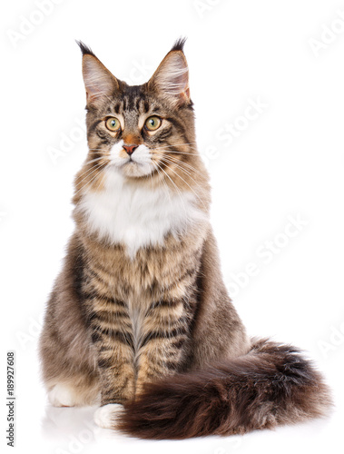 Portrait of Maine Coon cat, sitting in front of white background