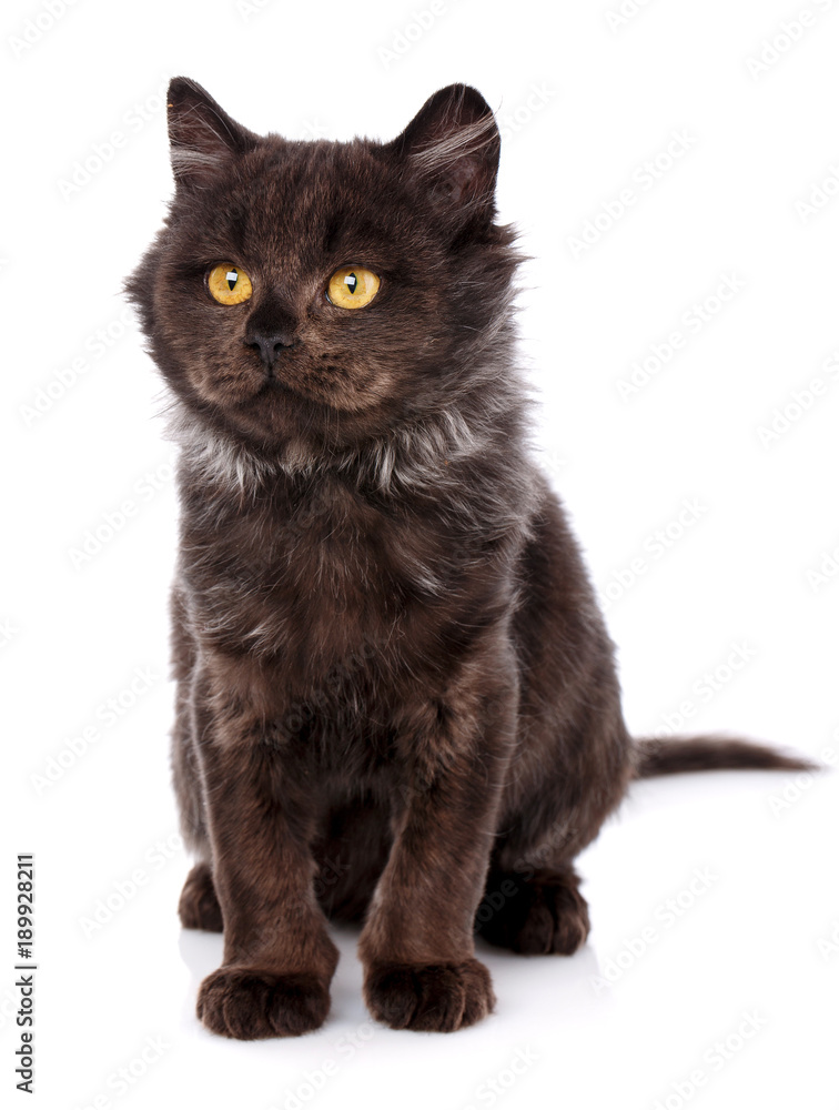 Black Cat. Cat from the street