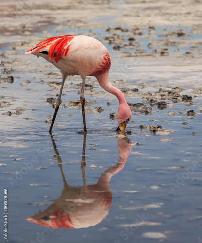 Flamingo auf der Suche nach Essen
