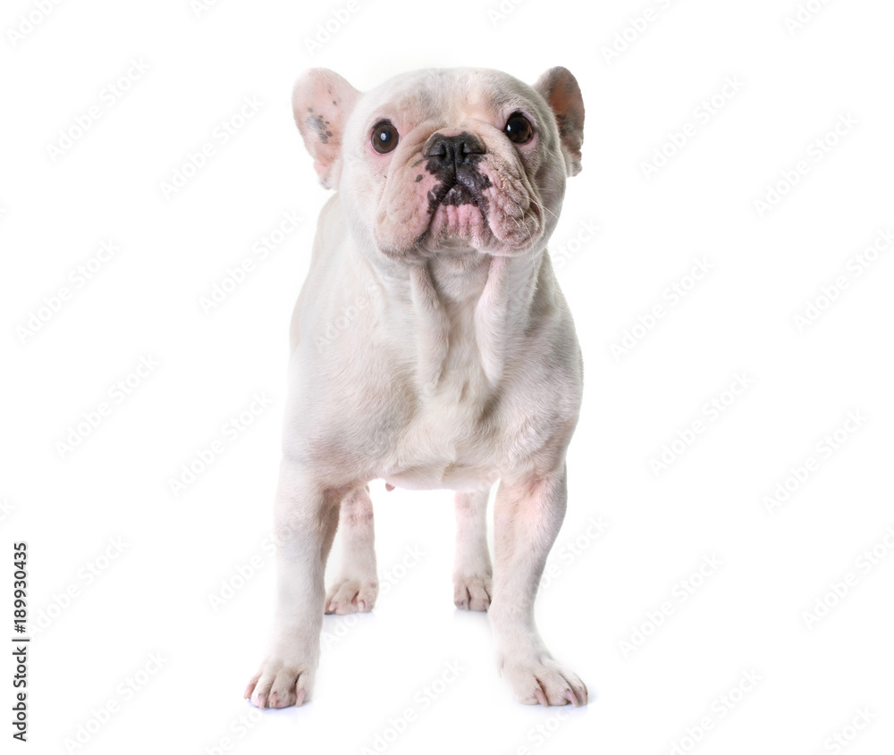 french bulldog in studio