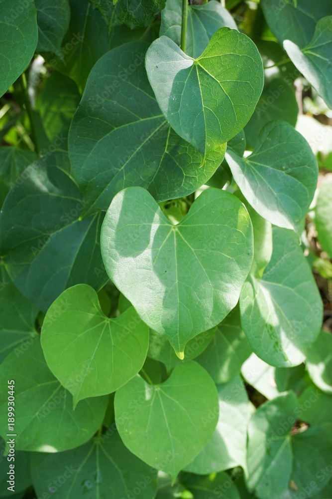 Obraz premium green ivy leaves in nature garden