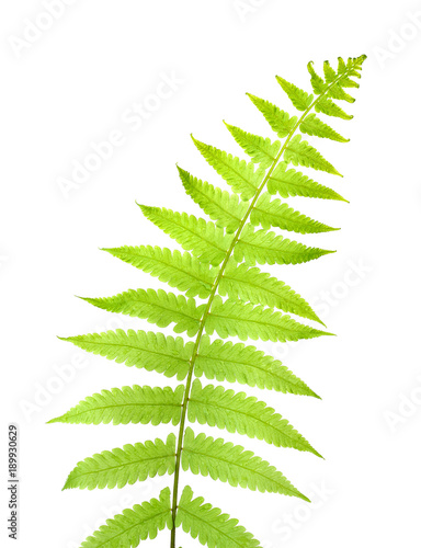 fern leaf isolated on white photo