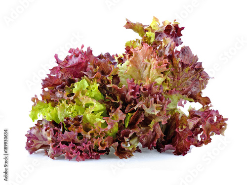 red oak organic lettuce on white background