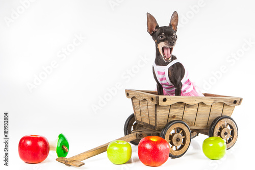 The dog sits in a cart. A d...