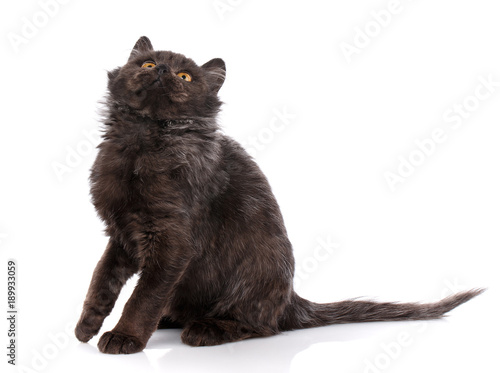 A playful black kitten on a white background. Side view