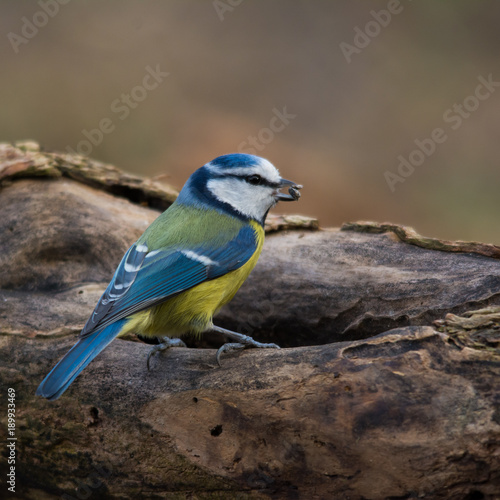 Wildlife photo - Blue tit on old wood in forest, Slovakia, Europe © Tom