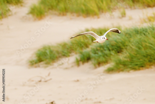 Lachmöwe beim Flug tief über einen Osseestrand in Polen photo