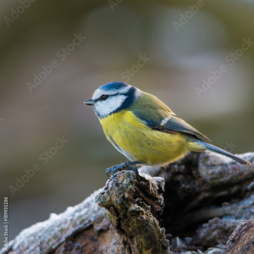 Wildlife photo - Blue tit on old wood in forest, Slovakia, Europe