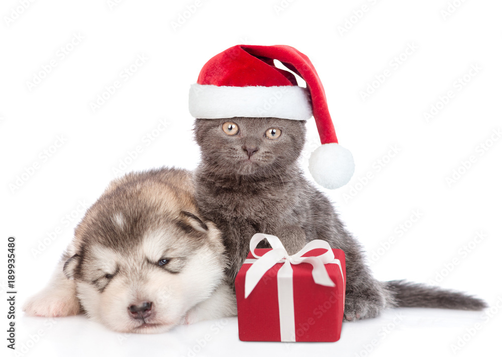 Funny kitten with red christmas hat and gift box near sleeping puppy. isolated on white background Funny kitten with red christmas hat and gift box near sleeping puppy. isolated on white background
