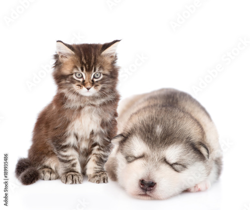 maine coon kitten with sleeping alaskan malamute puppy. isolated on white background