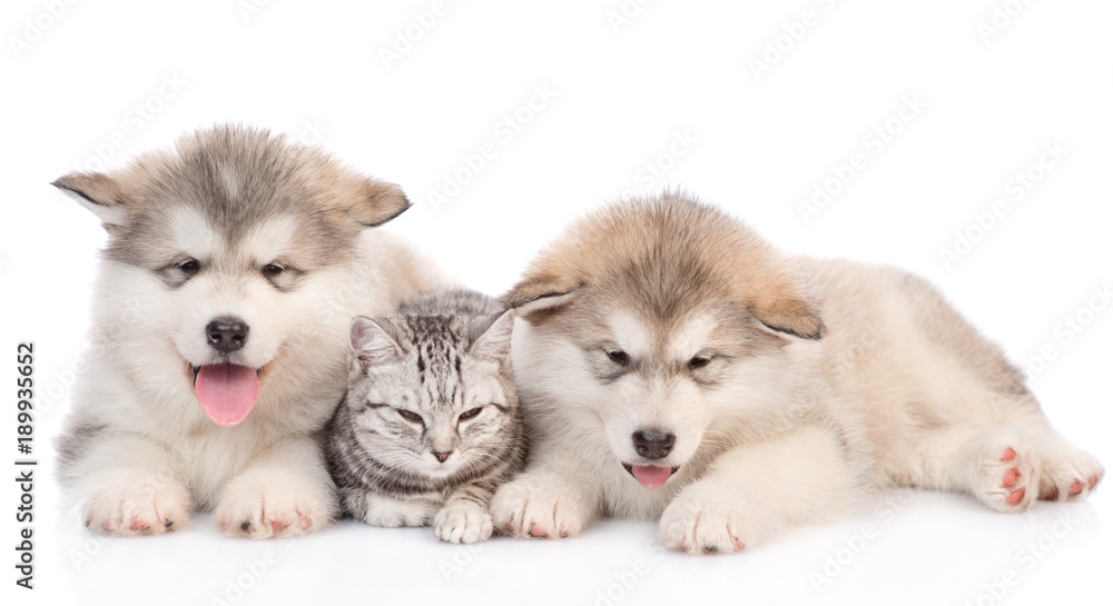 Two alaskan malamute puppies and cat lying together. isolated on white background Two alaskan malamute puppies and cat lying together. isolated on white background