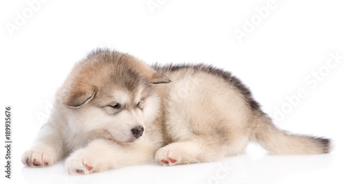Fototapeta Naklejka Na Ścianę i Meble -  Sad alaskan malamute puppy lying. isolated on white background