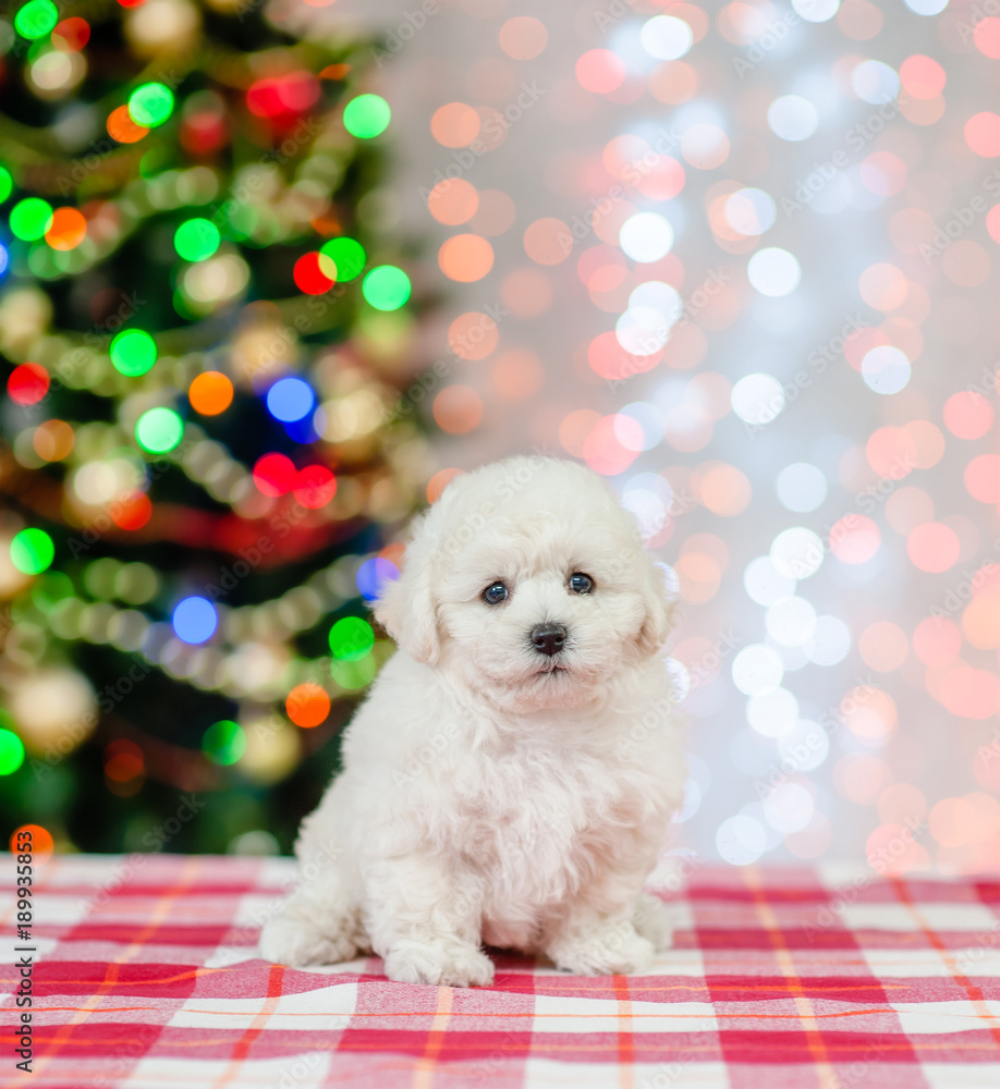 bichon frise puppy sitting on a background of the Christmas tree bichon frise puppy sitting on a background of the Christmas tree