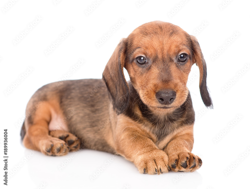 Dachshund puppy portrait. isolated on white background