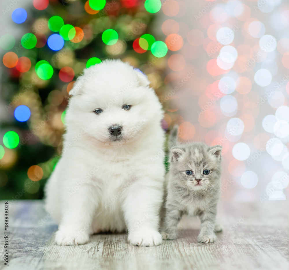 Samoyed puppy and kitten on a background of the Christmas tree Samoyed puppy and kitten on a background of the Christmas tree