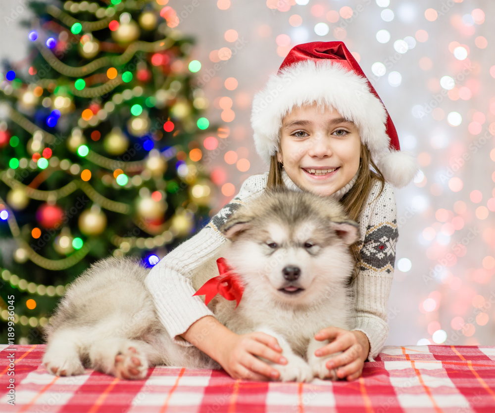 happy girl in red santa hat hugging puppy on a background of the Christmas tree and looking at camera happy girl in red santa hat hugging puppy on a background of the Christmas tree and looking at camera