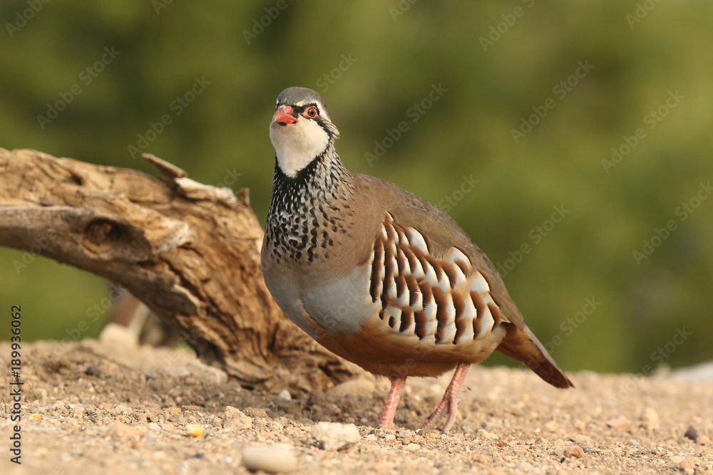 Red legged partridge Red legged partridge