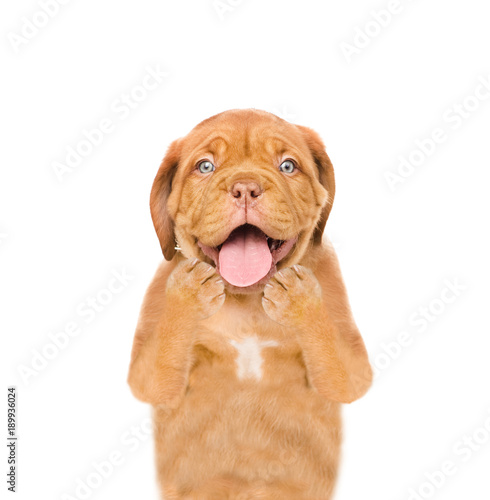 Surprised puppy looking at camera. isolated on white background