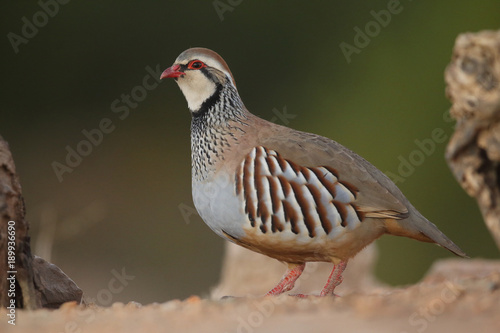 Fototapeta Red legged partridge