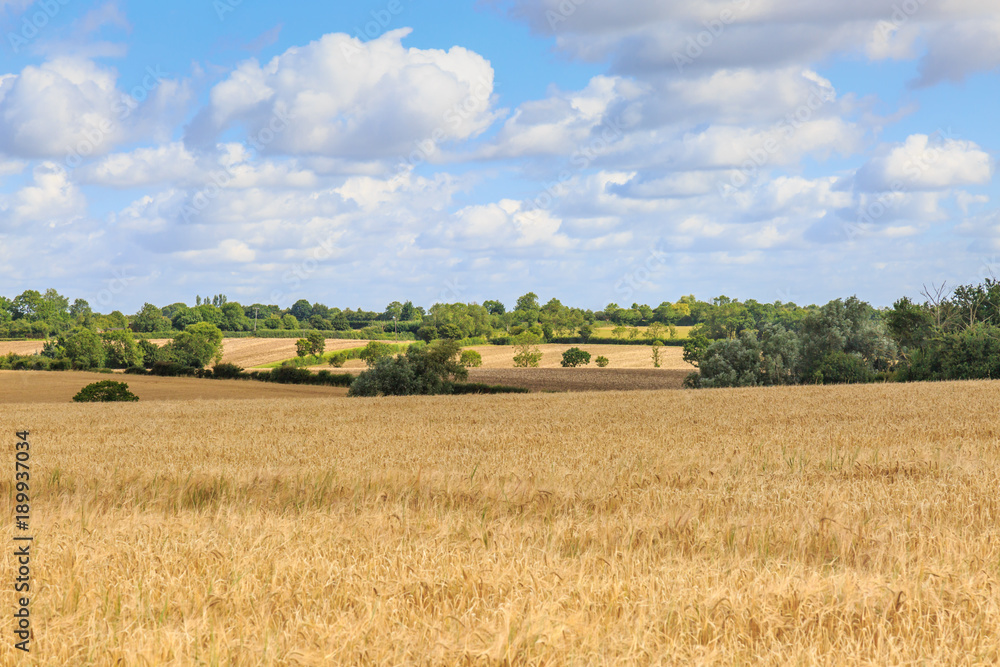 Fototapeta premium Suffolk Farm Landscape