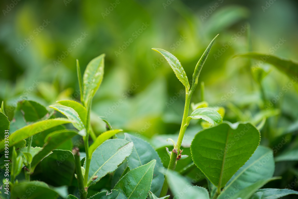 Obraz premium Tea plantations.