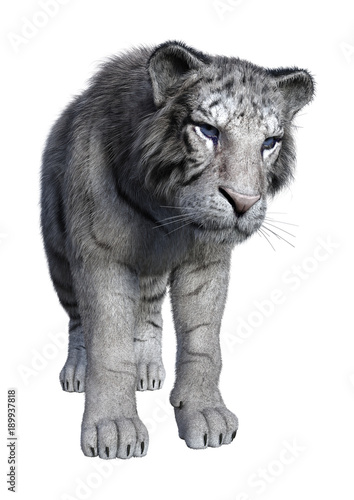 Fototapeta Naklejka Na Ścianę i Meble -  3D Rendering White Tiger on White