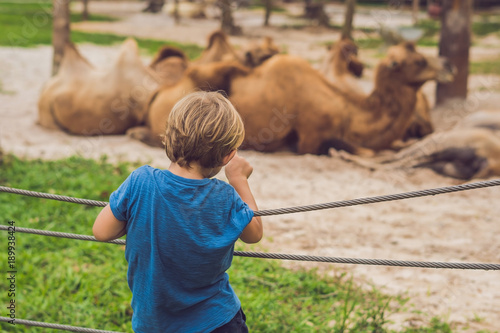 The boy looks at the camels at the zoo photo