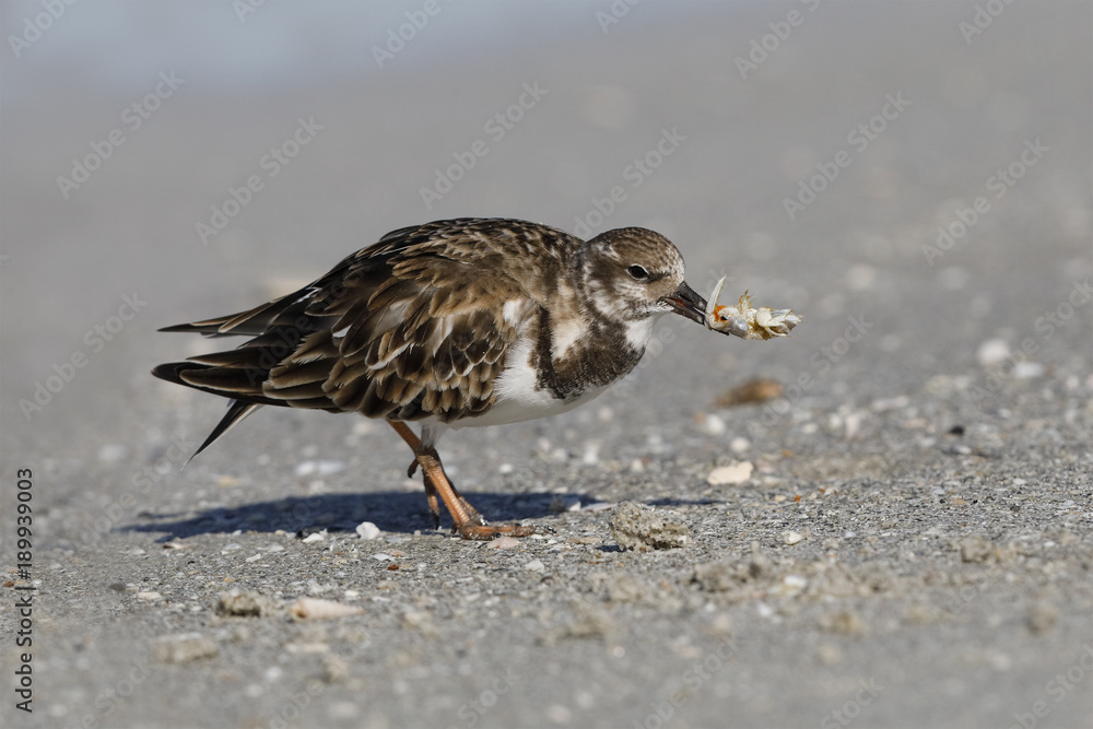 Ruddy Turnstone eating a crab - Fort DeSoto, Florida Ruddy Turnstone eating a crab - Fort DeSoto, Florida