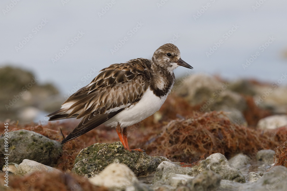 Ruddy Turnstone foraging among some rocks on a beach - Dunedin, Florida Ruddy Turnstone foraging among some rocks on a beach - Dunedin, Florida