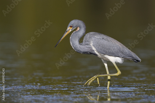 Tricolored Heron stalking a fish - St. Petersburg, Florida