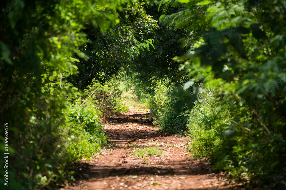 Scenic country road through green leaf Scenic country road through green leaf
