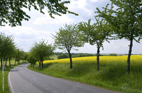 Roads: Small tree-lined country road between Gleina and Illsitz in Eastern Thuringia