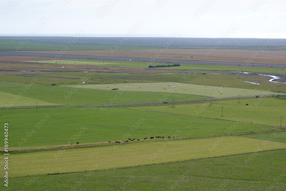 牧草地の牛(夏のアイスランドの風景)