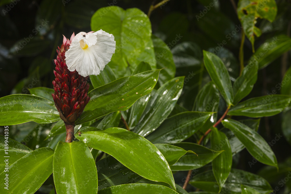 Flower at the tropical islands of the Seychelles Flower at the tropical islands of the Seychelles