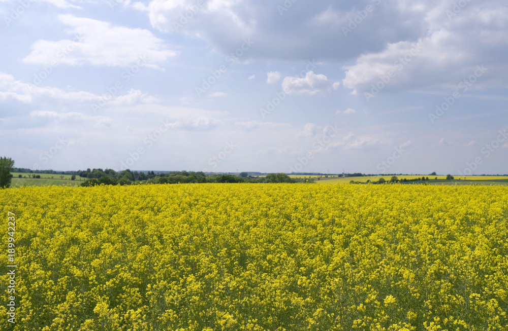Altkirchen / Germany: View over a flowering rape field in Eastern Thuringia Altkirchen / Germany: View over a flowering rape field in Eastern Thuringia