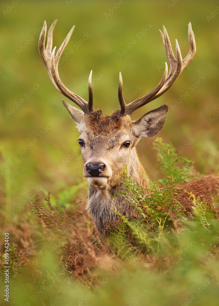 Fototapeta premium Portrait of a young red deer stag
