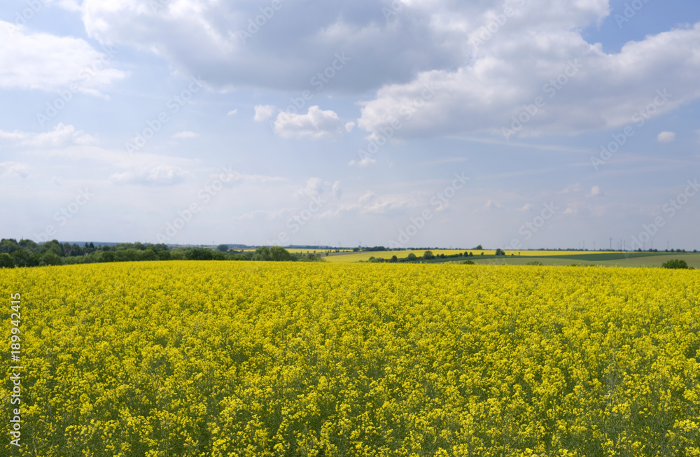 Altkirchen / Germany: View over a flowering rape field in Eastern Thuringia Altkirchen / Germany: View over a flowering rape field in Eastern Thuringia