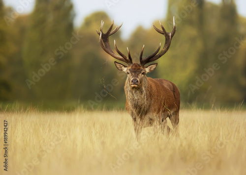 Red deer stag in autumn, England