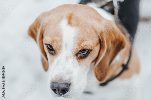 Dog Beagle on a walk, winter walk in forest snow on the ground