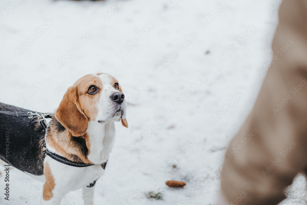 Dog Beagle on a walk, winter walk in forest snow on the ground