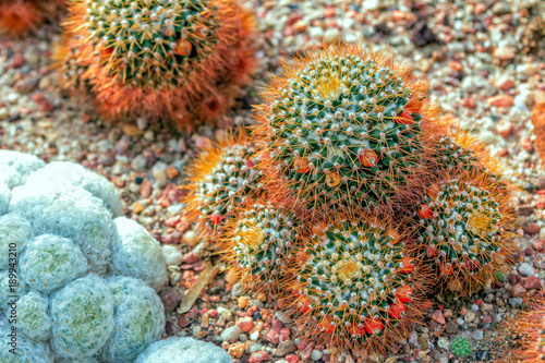 Mammillaria nivosa cactus with long bronze color sikes and red fruits growing in a rocky soil