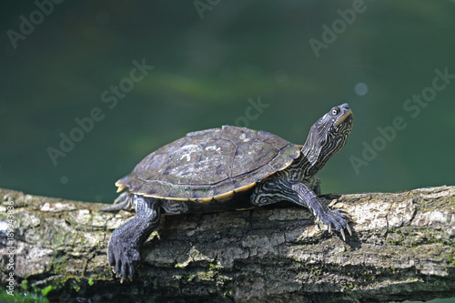 Wasser-Schildkröte